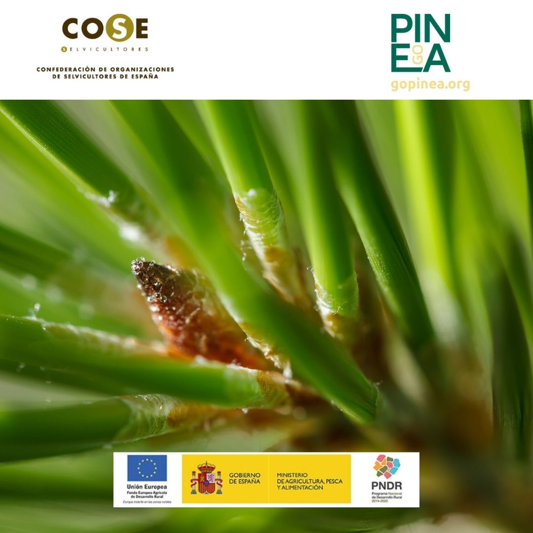 Uno de los objetivos de GO PINEA es conocer bien el Leptoglossus occidentalis, su dinámica poblacional y los momentos en los que realmente provoca daños al pino piñonero. #pinea

@mapagob @redrunacional <a href="/go_pinea/">GO PINEA</a> <a href="/fafcyle/">FAFCYLE</a> <a href="/ECOESPACIO_/">ECOESPACIO Plagas</a> <a href="/pinonsol/">piñones</a> <a href="/asfova/">Asociación Forestal de Valladolid</a> <a href="/FCesefor/">Fundación Cesefor</a> <a href="/naturalezacyl/">Naturaleza Castilla y León</a>
