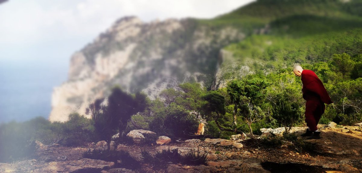 Cat talking on a cliff