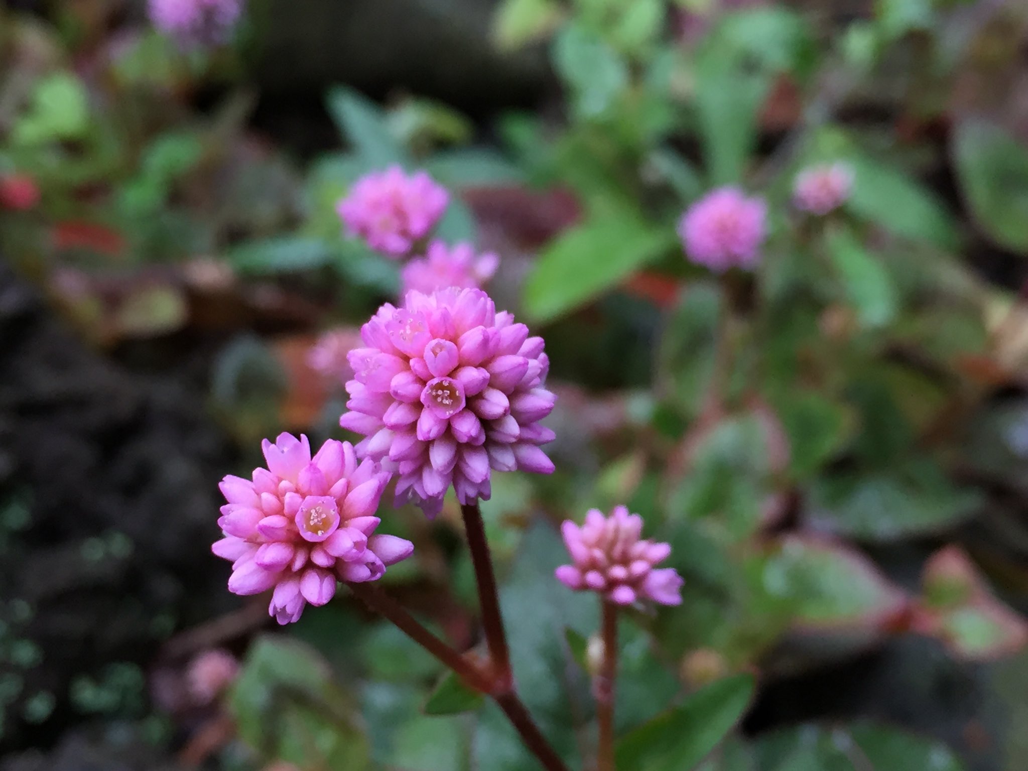 Designstories まあるくて金平糖みたいな花は ヒメツルソバ たくさんの花 を咲かせグランドカバーに向いているよ 庭一面をピンクに染めて 心癒やしてくれる 花言葉は 愛らしい 思いがけない出会い など みんなに愛される可愛い花だね きっと