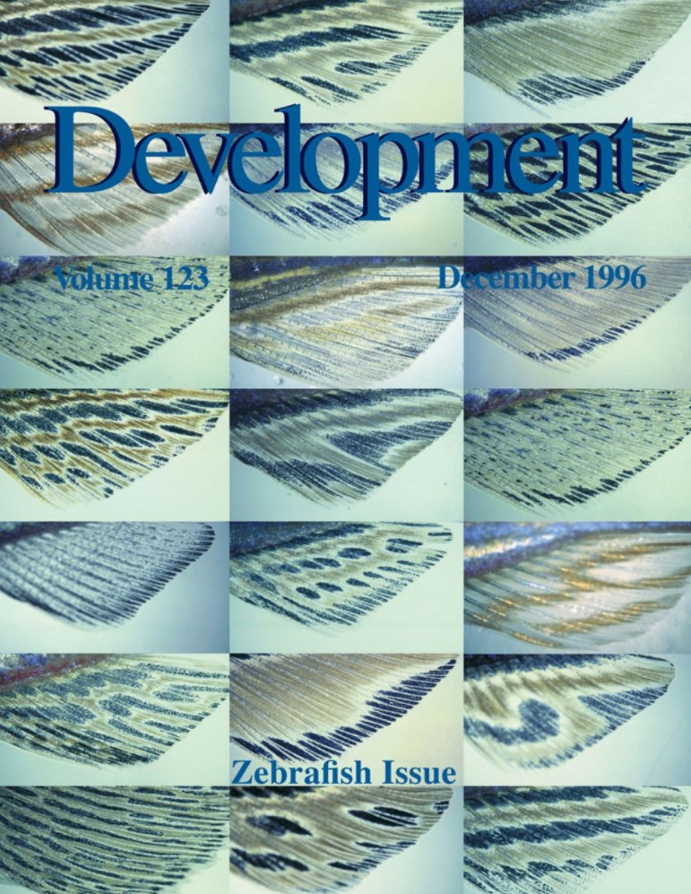 Development tweet media
