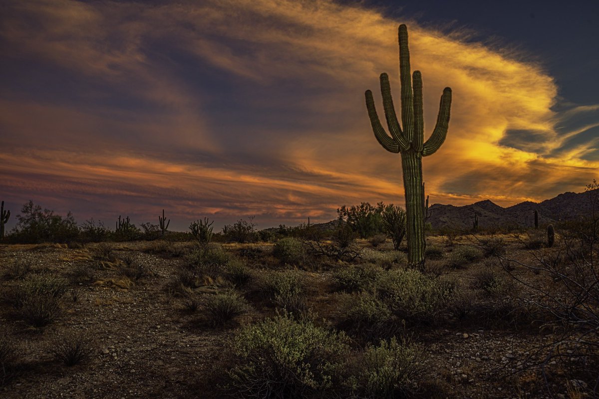 My favorite #cactus #Arizona #Nikon #tamron