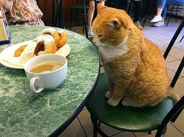 Не стало одного из символов знаменитой пышечной на Большой Конюшенной в Петербурге. Умер кот Рыжик, проживший там без малого 20 лет. 

Он стал одним из самых известных котов города, любил фотографироваться с туристами и всегда был не прочь подкрепиться