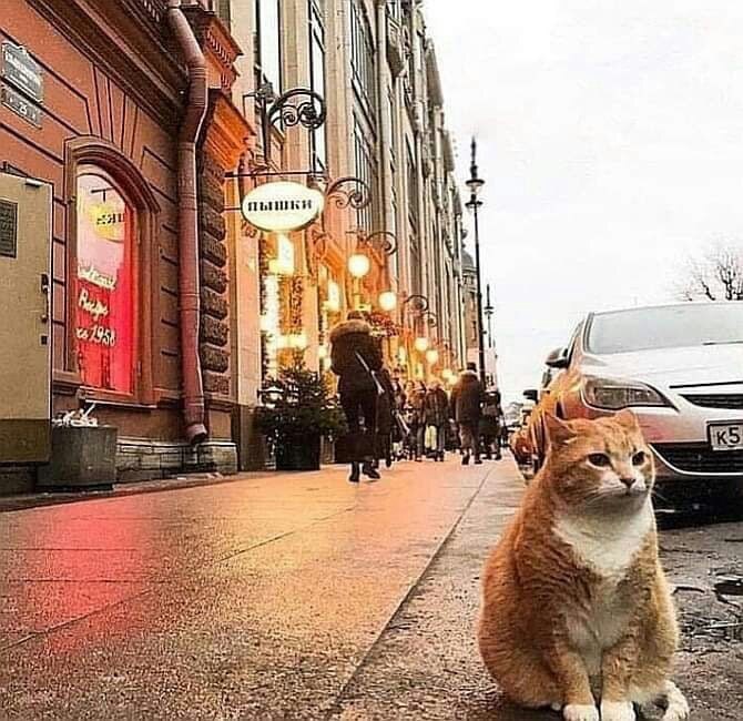 ntvru's tweet photo. Не стало одного из символов знаменитой пышечной на Большой Конюшенной в Петербурге. Умер кот Рыжик, проживший там без малого 20 лет. 

Он стал одним из самых известных котов города, любил фотографироваться с туристами и всегда был не прочь подкрепиться https://t.co/a6K0NCVyhz
