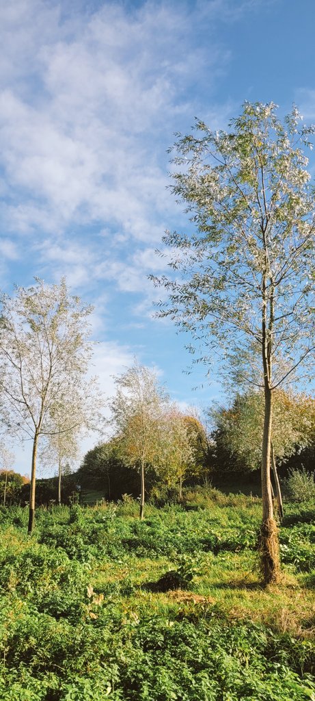 graspatree's tweet photo. On suitable ground, the growing of cricket bat willows can be a quick way of capturing carbon. The logs in the photo were sets I planted in 2001 , they were recently cut to be replaced with new trees this winter. Hundreds of new bats will be made from the timber. https://t.co/EIxj4Nn9w3