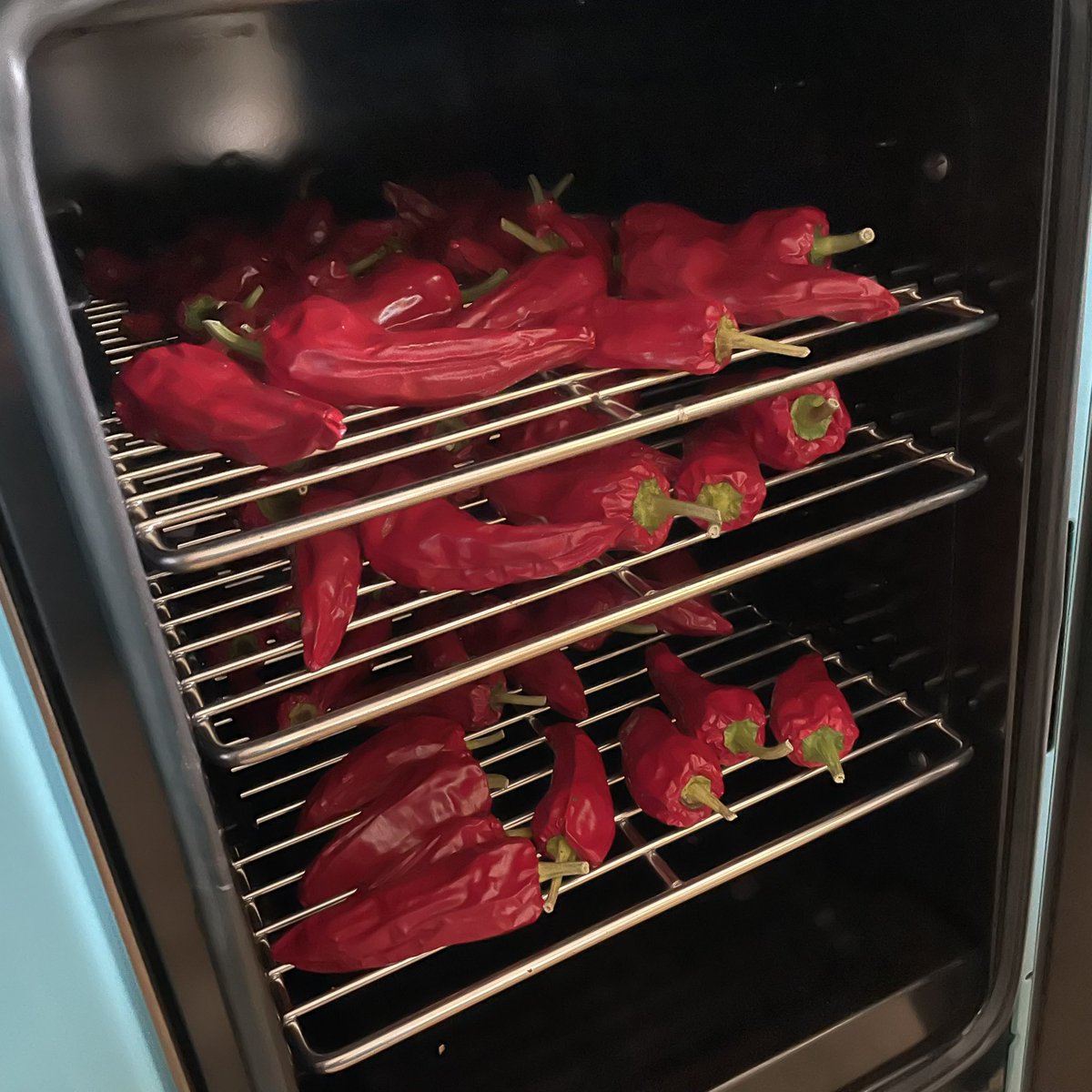 TheNettlePatch's tweet photo. I’m calling my « growing Espelette peppers outside in chilly Northamptonshire » project a resounding success!! #kitchengarden https://t.co/wPDlxxq9eP