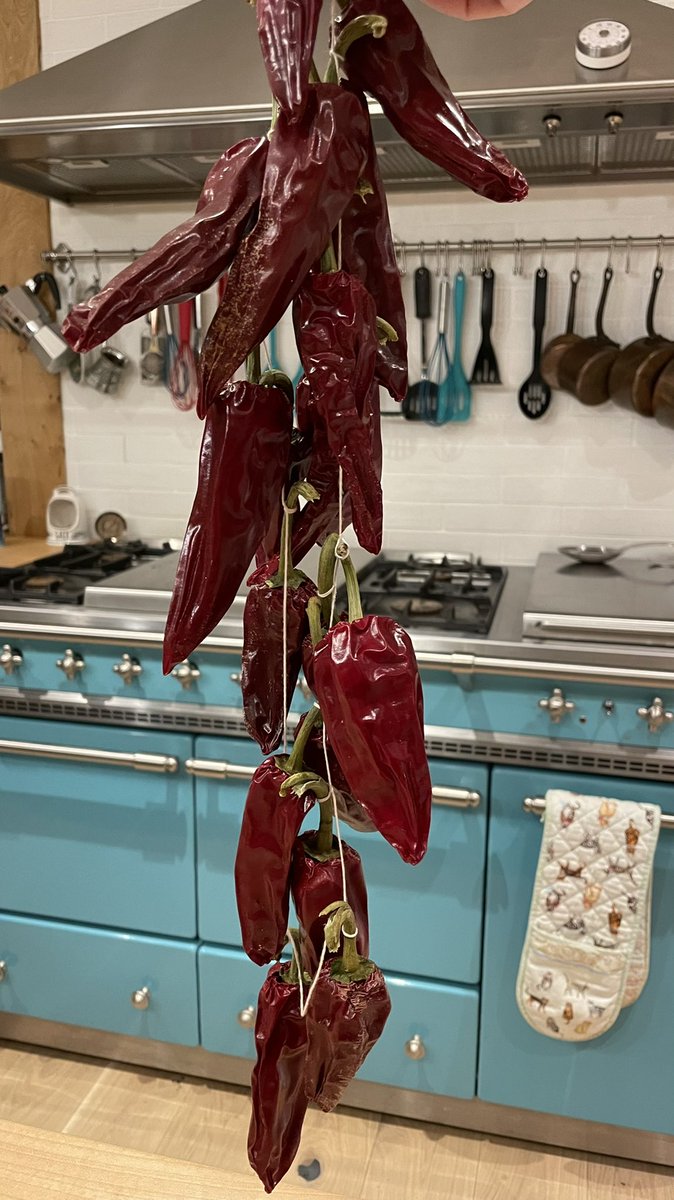 TheNettlePatch's tweet photo. I’m calling my « growing Espelette peppers outside in chilly Northamptonshire » project a resounding success!! #kitchengarden https://t.co/wPDlxxq9eP