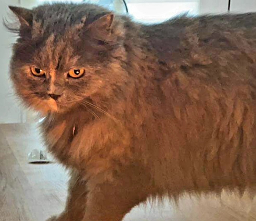 catgrazzie's tweet photo. JUST #HODL
#catecoin #CatecoinArmy
#CATE #catecoinclub #Crypto #altcoin #Altcoins #forlyf #meow #cryptotrading #CryptoNews #catslovers #CatsOnTwitter https://t.co/C4tLMhA7t9