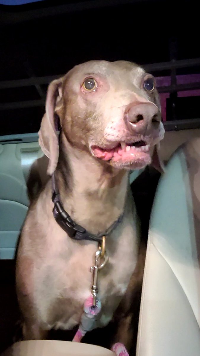 AbsoluteKaty's tweet photo. Poor Goose was so anxious when I picked her up from the vet yesterday π
It was an all day test for Cushing's Disease - she tested positive.
She's had strange flare-ups for a while so I'm actually relieved to have a diagnosis! ππ
#GooseStrong #DootStrong #SavageStrong https://t.co/XAT7MIvlvg