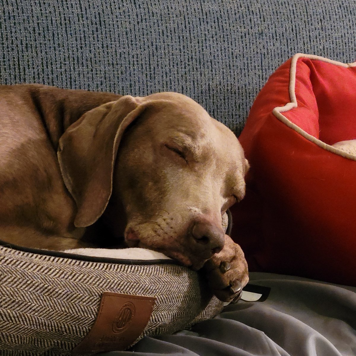 AbsoluteKaty's tweet photo. Poor Goose was so anxious when I picked her up from the vet yesterday π
It was an all day test for Cushing's Disease - she tested positive.
She's had strange flare-ups for a while so I'm actually relieved to have a diagnosis! ππ
#GooseStrong #DootStrong #SavageStrong https://t.co/XAT7MIvlvg
