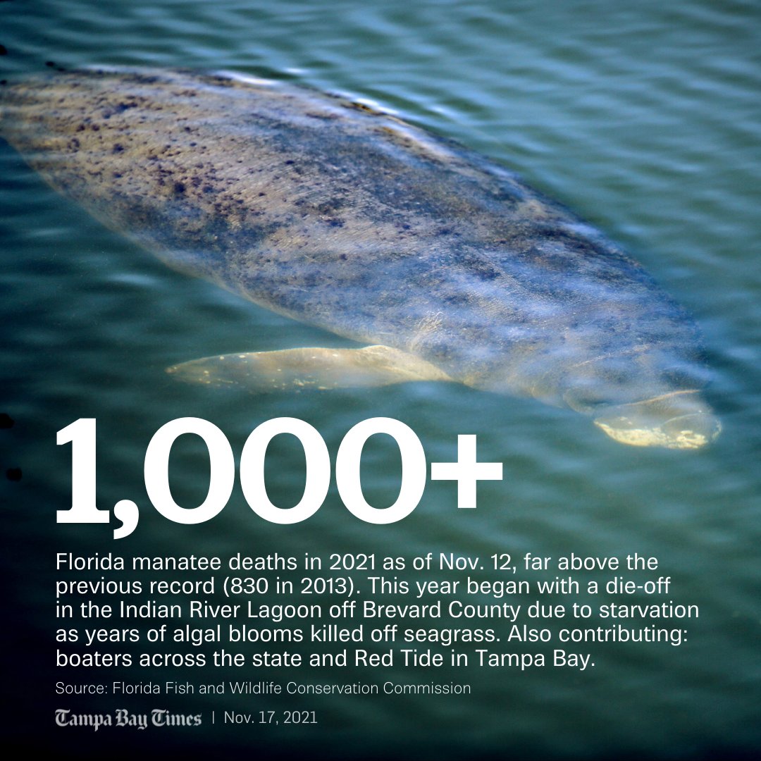 Florida surpasses a grim milestone: 1,000 dead manatees. 

Our report: trib.al/jPe0k0d