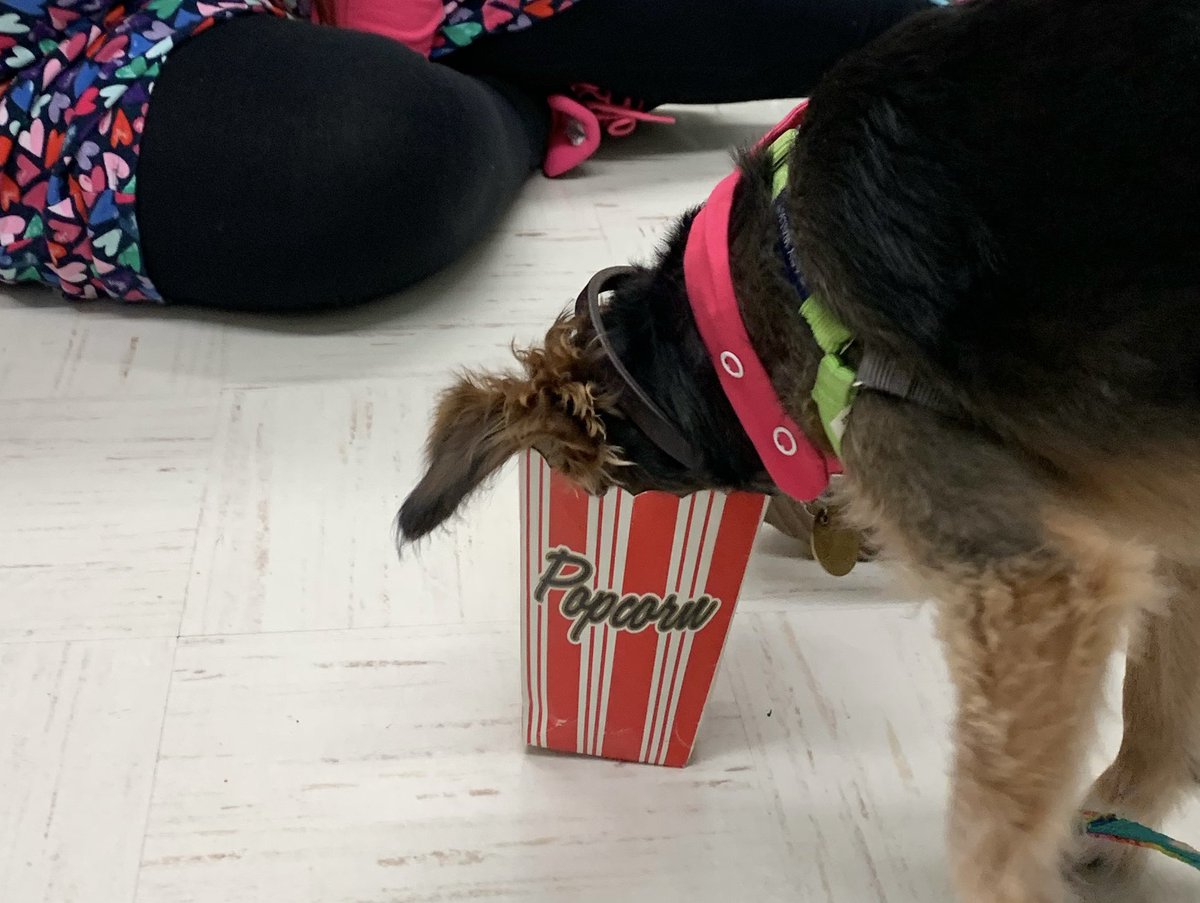It should be Pupcorn Shop everyday!🍿