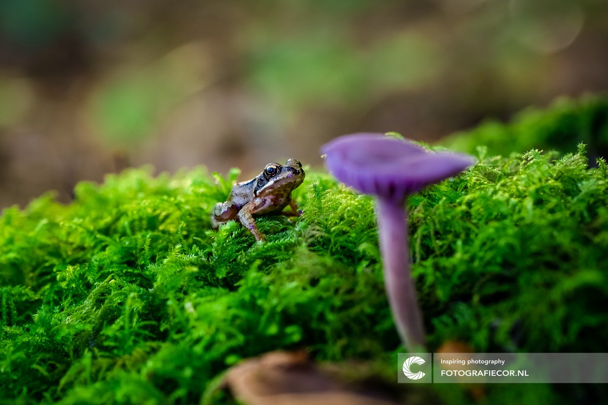 CorvanderWaal's tweet photo. Hello there little frog 🐸

 📸©https://t.co/Bo7UGMirhQ 👉🏻 DM ✉️
---
#paddenstoel #foto #nature #paddenstoelen #photography #fotografie #mushroom #photo #natuurfotografie #herfst #fotograaf #mushrooms #natuur #autumn #paddestoel #paddenstoelfoto #fungus #natuurfoto https://t.co/fRTVRzaMqc