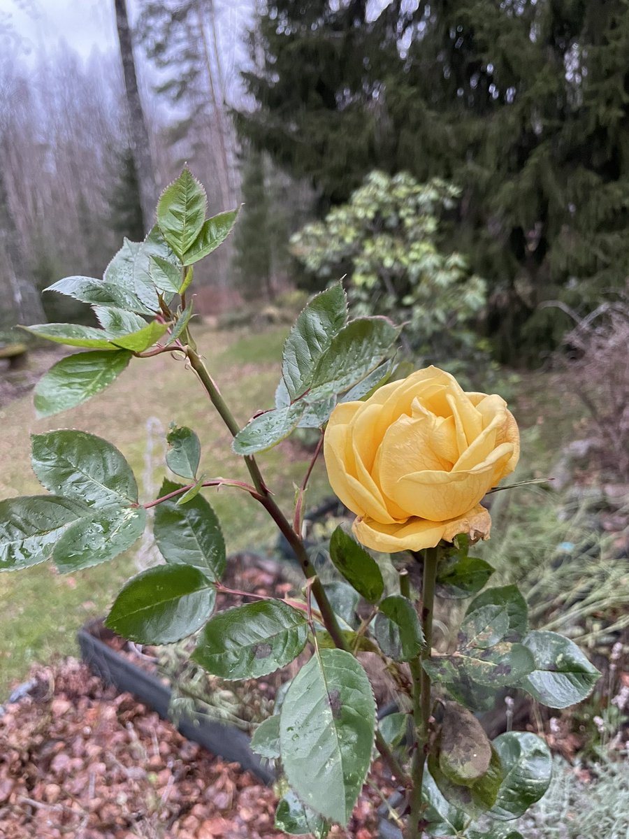 Tämä kaunotar innostui vielä kukkimaan ja tuo iloa harmaaseen marraskuun päivään😍<a href="/pohjoisespoo/">Pohjois-Espoo - tilaa hengittää, asua ja yrittää</a>