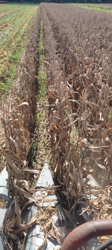 La cosecha de maíz está en su etapa final 🌽🌽. 

Son días de trabajo intenso bajo un sol radiante, pero sin duda son los mejores días para todo productor agrícola.

Seguimos en el campo, cultivando amor por Venezuela ❤🇻🇪

#ComunidadFuturagro
#ComprometidosConElCampo