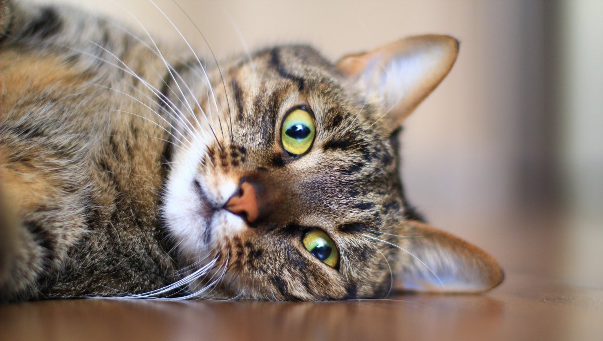 angkasfera's tweet photo. Tanda huruf ‘M’ pada dahi kucing merupakan penanda jelas bagi klasifikasi kucing belang. Ingin tahu bagaimana kucing belang mendapat corak belangnya? Ikuti karangan penulis untuk bacaan selanjutnya. https://t.co/AMdIprvLi7