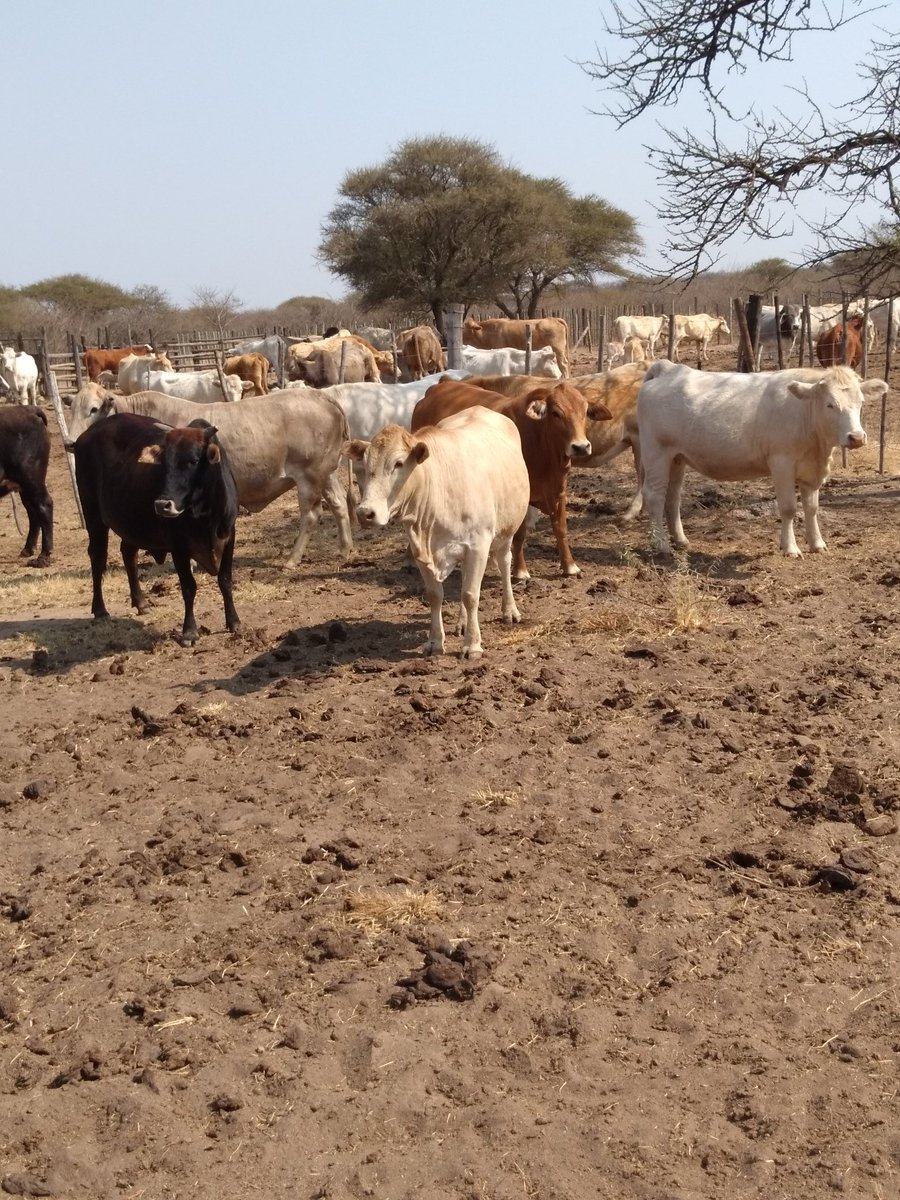Today I choose my ladies🐂🐂🐂🐂🐂here cows are queens 
#cattlefarmer 
#beefproduction
@IpelengKwadi @Felieboo @JBoerdery @OleLekgetho @Gugulethu_CM