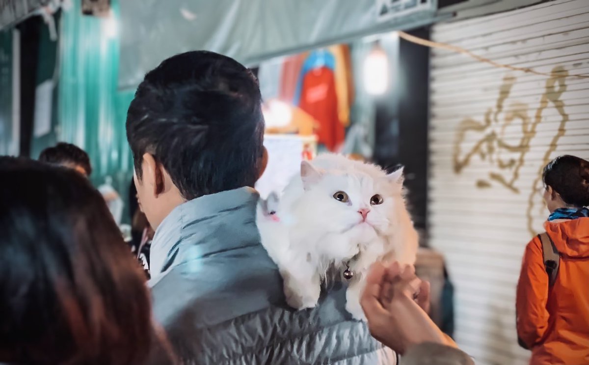 ベトナム🇻🇳ハノイの夜市にいた猫ちゃん。 みんなのアイドルになってた☺️