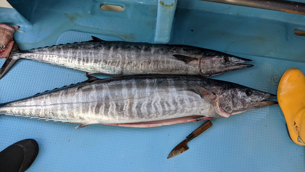ken_osak's tweet photo. トローリングでとったカマスサワラ。美味しい https://t.co/Lrx3shaqh8