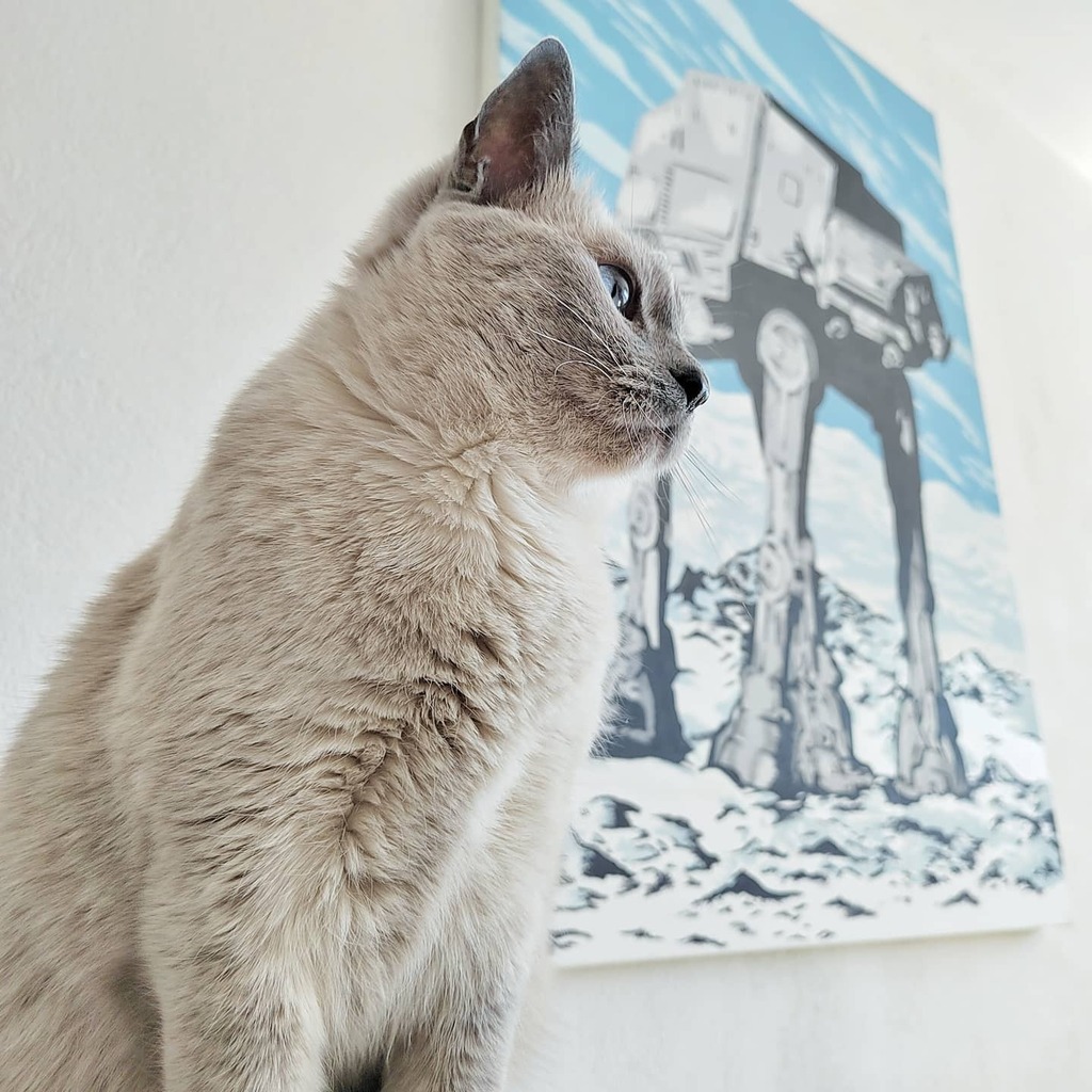 pasionmovil's tweet photo. Ahora en la #seccionanimal tenemos a #Isis ya de grande, en una foto muy reciente hecha con #honor50 de @honor_mexico que hicimos para probar su cámara principal
#shotonhonor #honormobile #honormexico #honormobilemx #honorglobal #honormx #catsofinstagra… https://t.co/hrNXAuxnXi https://t.co/ZM61XWMlvw