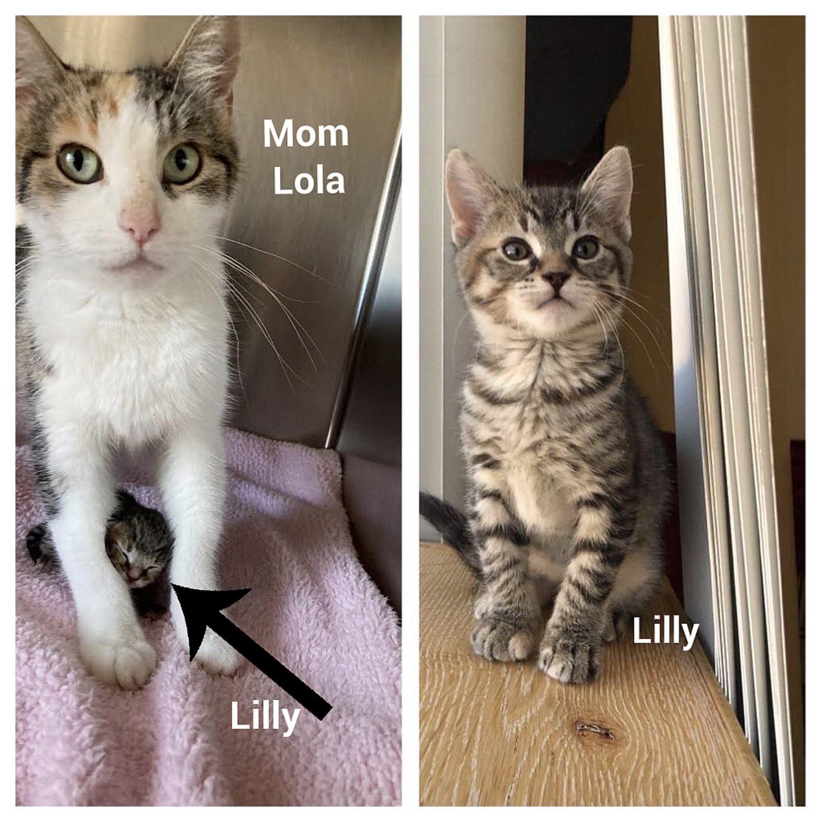 Lilly’s mom came to us Approx 6 weeks ago. She had had 5 kittens outdoors and Lilly was the only one who survived. Upon arrival it was noted that her mom Lola had rejected her and would not care for her. She was placed into Foster care for bottle feeding and here she is today.