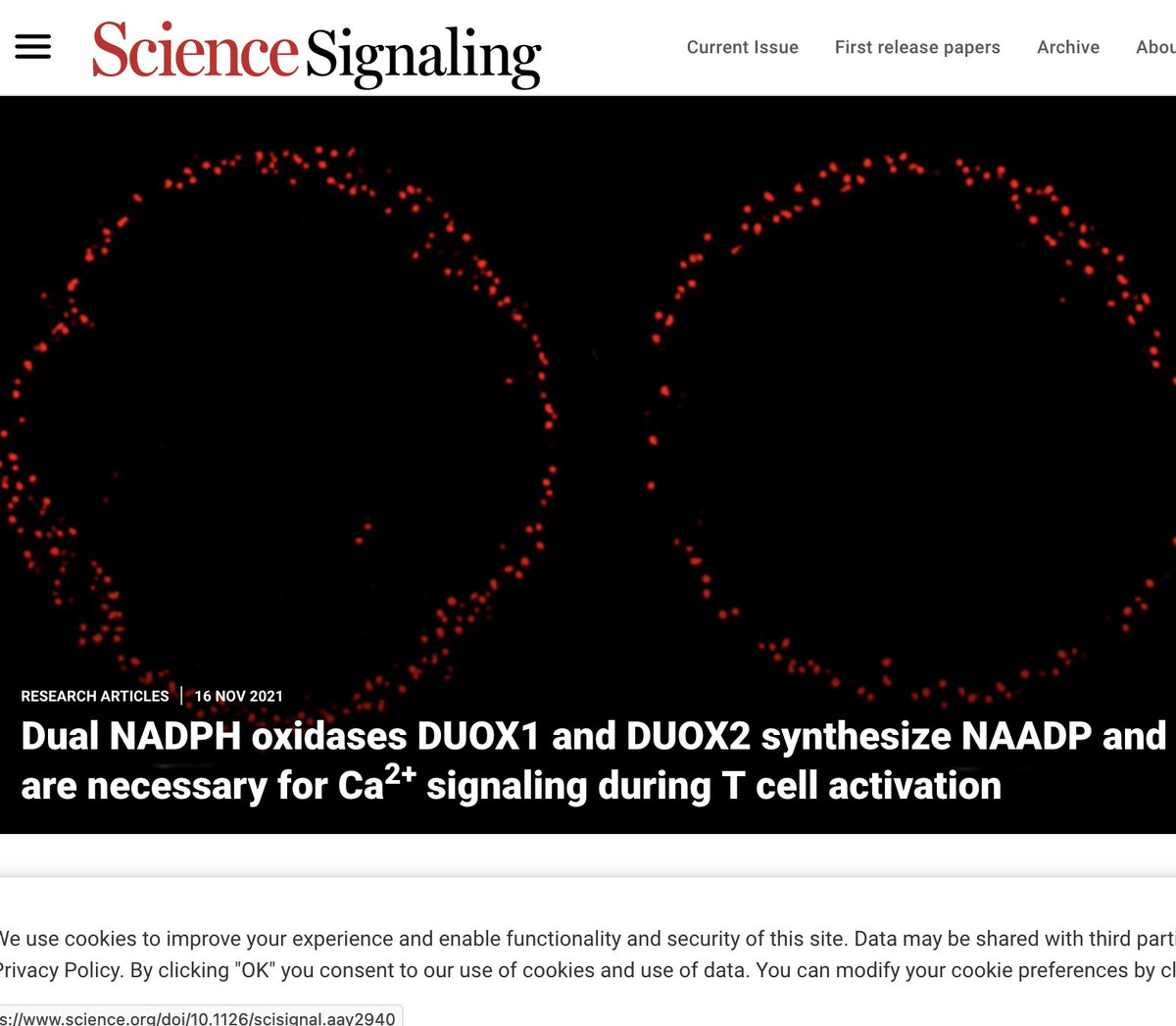 SFB1328 (@sfb1328) on Twitter photo Finally, our origin story for NAADP in #tcell is out <a href="/scisignal/">Science Signaling</a>. In cultured rat T cells, knockout of DUOX2 reduced local #calciumsignaling. Multiple projects within #sfb1328 <a href="/UKEHamburg/">UKE Hamburg</a> were involved. #scicomm #science #wisskomm #scienceoutreach 
science.org/doi/10.1126/sc… Finally, our origin story for NAADP in #tcell is out <a href="/scisignal/">Science Signaling</a>. In cultured rat T cells, knockout of DUOX2 reduced local #calciumsignaling. Multiple projects within #sfb1328 <a href="/UKEHamburg/">UKE Hamburg</a> were involved. #scicomm #science #wisskomm #scienceoutreach 
science.org/doi/10.1126/sc…