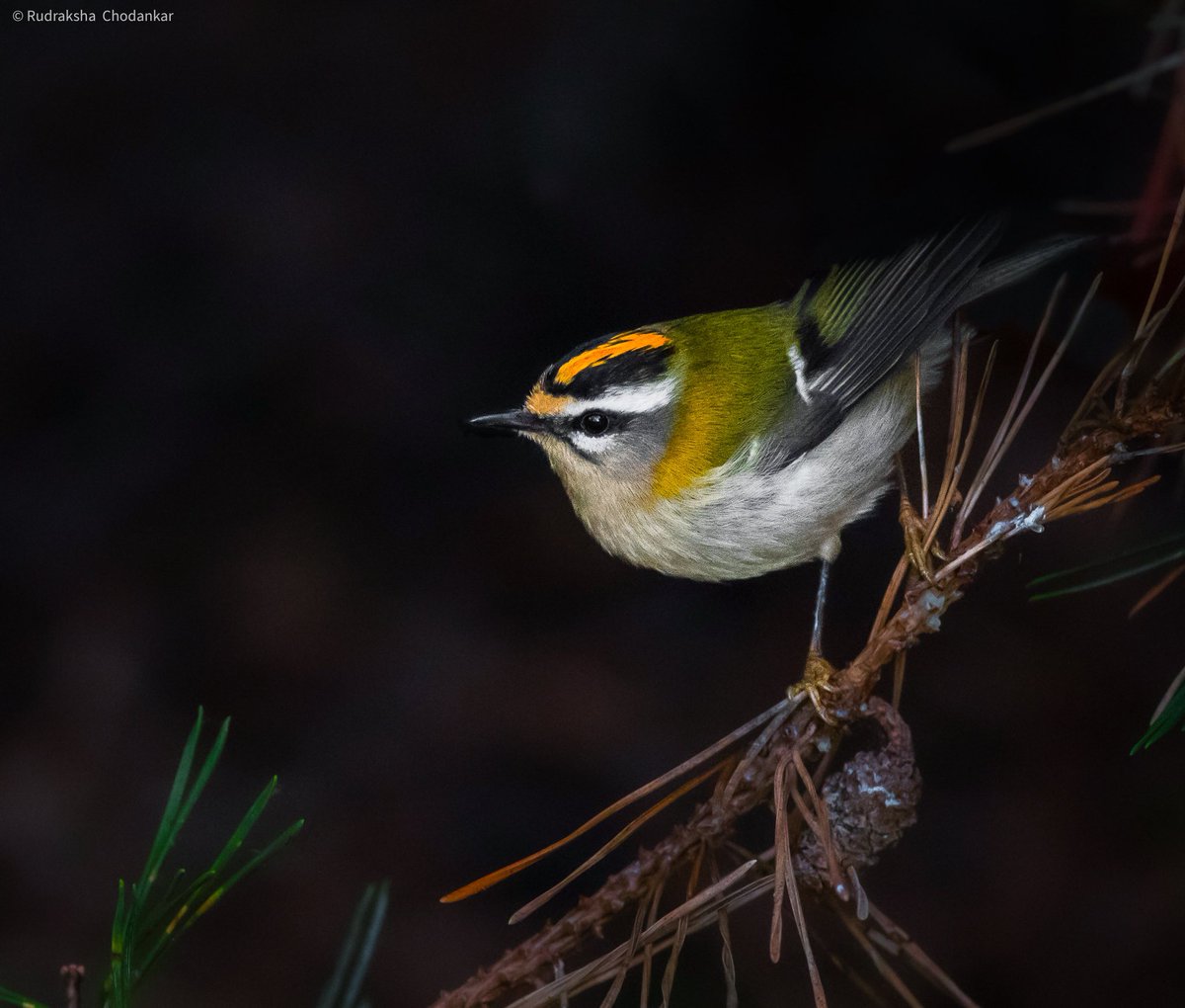 rudraksh9's tweet image. The gorgeous #firecrest , a pair of these at Greenwich Park today. @VisitGreenwich @theroyalparks @natures_voice @Avibase @orientbirdclub @wildlife_uk @londonbirdclub @wildlondon @wildindiain #londonbirds @_BTO @BritishWild @RareBirdAlertUK