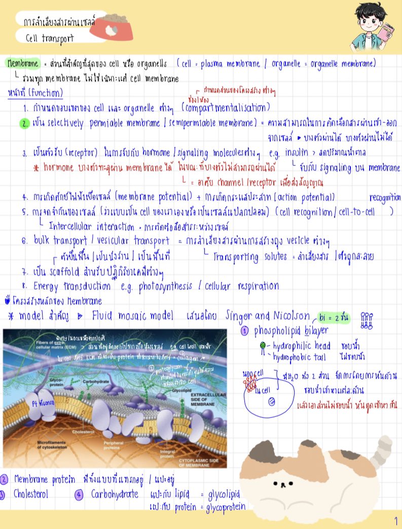 Whatisbioplus's tweet photo. แจกสรุป การลำเลียงสารผ่านเซลล์ !

ฝากติดตาม + retweet ด้วยน้าา💚💚💚💚

Youtube / Ig / facebook : whatisbioplus

Link : https://t.co/0q1vAcH7fW

‼️ #dek65 #TCAS65 #dek66 #dek67 #dek68 #dek69 #TCAS #วิชาสามัญ #กสพท65 #วิชาสามัญ64 #วิชาสามัญ65 https://t.co/2BSul2HkuV