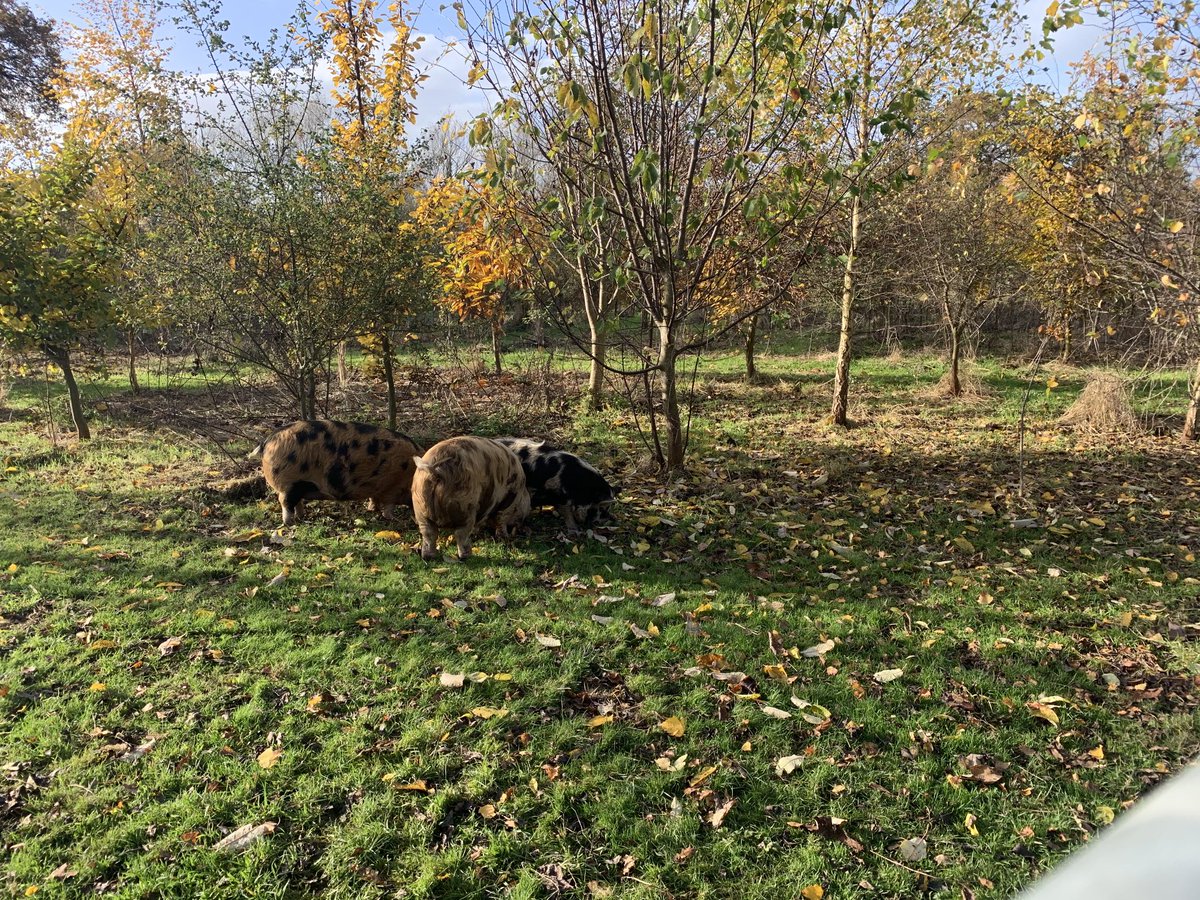 Pigs in a wood- how to rear pigs!