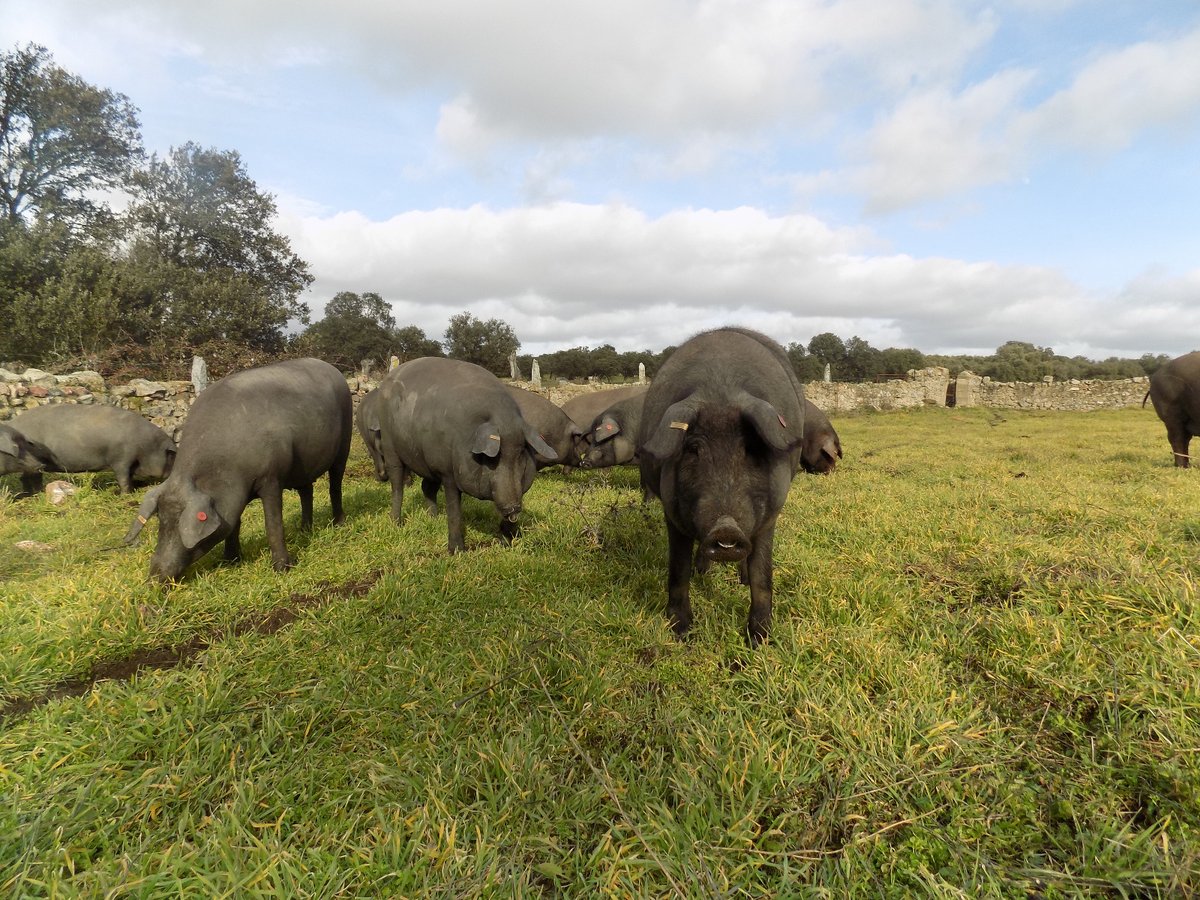 En Villanueva de Córdoba podrás disfrutar de una flora y una fauna muy singular. Date una alegría y conecta con la naturaleza de nuestro entorno.
¡Disfruta de nuestra dehesa,disfruta de Villanueva!
¡Exprime tus sentidos!
¡No lo dudes y ven a visitarnos!
#VillanuevadeCórdoba