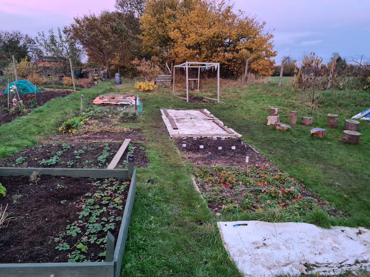 CJS_Allotment's tweet image. Another busy week at the allotment getting the beds ready for Winter #globalandlocal #digdigdig @Colmore_Junior