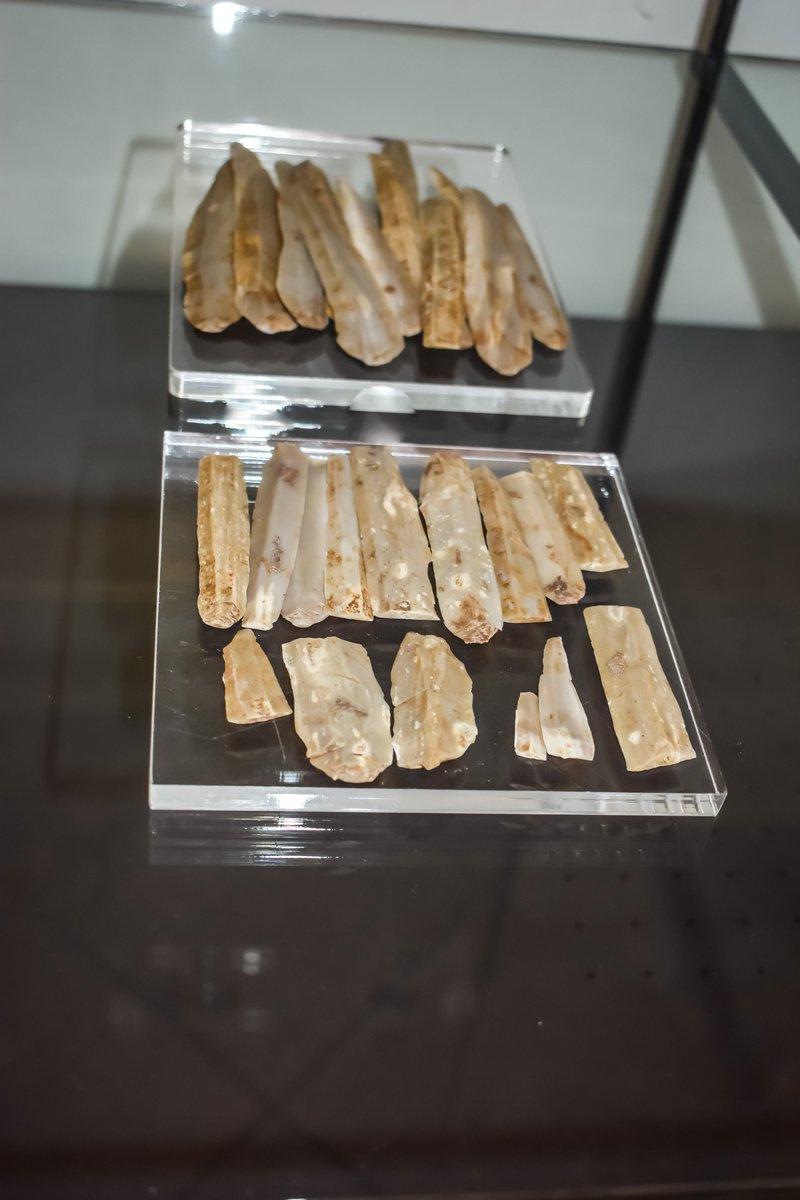 #FinestreAperteSulManES #ILoveYou3000 ❤️
Un tesoro del III millennio a.C. per ringraziarvi dei 3000 #follower: 33 lunghe lame di selce! 🗡️
Nella #Preistoria, dalla selce si ricavavano armi e utensili per l’agricoltura e per la lavorazione delle pelli e delle carni 🍖🌿
#StayTuned