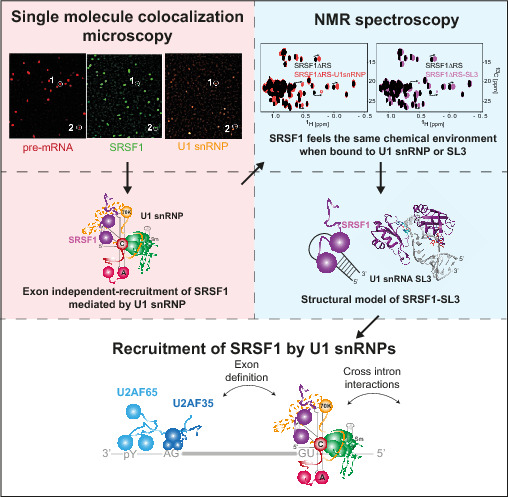 embojournal's tweet photo. An interaction of #splicing factor #SRSF1 with U1 #snRNP stem-loops mediates 5β-splice site recruitment, revealing a common mechanism of action
Ian Eperon @LeicStructBio Frederic Allain @ETH_en and coworkers
https://t.co/3TGAFQg4SK https://t.co/ADryBfdr1c