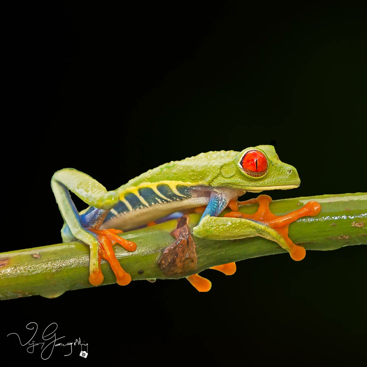 Red eyed tree frog, Costa Rica.⠀
.
.
#frogs #macro_freaks #treefrogs⠀⠀
#macros #macrophotography #macro #macroworld_tr #macro_perfection #macromood #macrophotographylove #macro_vision #macro_holic #macrophotography_club #macro_x #macroshot #closeup #MacroClique