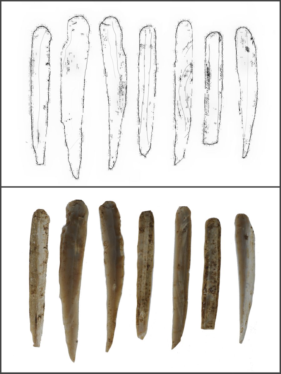Le nostre selci sono state ritrovate in una specie di cassaforte appartenuta a un antico abitante di #Battipaglia 💰
La selce proveniva da molto lontano e possiamo immaginare che venisse trasportata con navi che si spingevano di costa in costa, in ogni angolo del Mediterraneo ⛵️