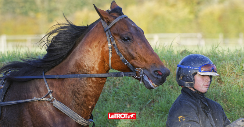 LeTrot's tweet photo. ✍️ 𝗙𝗔𝗖𝗘 𝗧𝗜𝗠𝗘 𝗕𝗢𝗨𝗥𝗕𝗢𝗡, deux courses avant de défendre son titre dans le Prix d'Amérique - Legend Race

👀 @PDARacesZEturf @FaceTimeBourbon @EcurieGuarato @BivansScuderia @AntonioSomma8