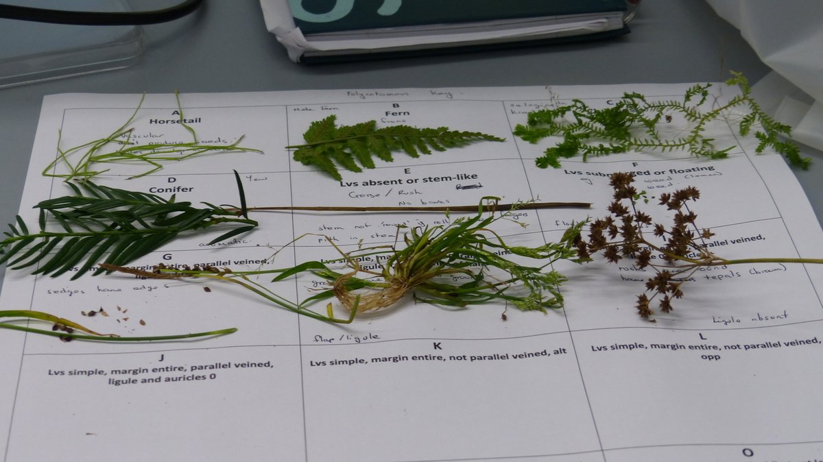 readingbotany's tweet photo. Great session introducing the first page of the awesome #vegkey to @UniofReading @ReadingBioSci #MScSISS students in the lab! @BSBIbotany @FSCPublications https://t.co/x9fWfRd4wk