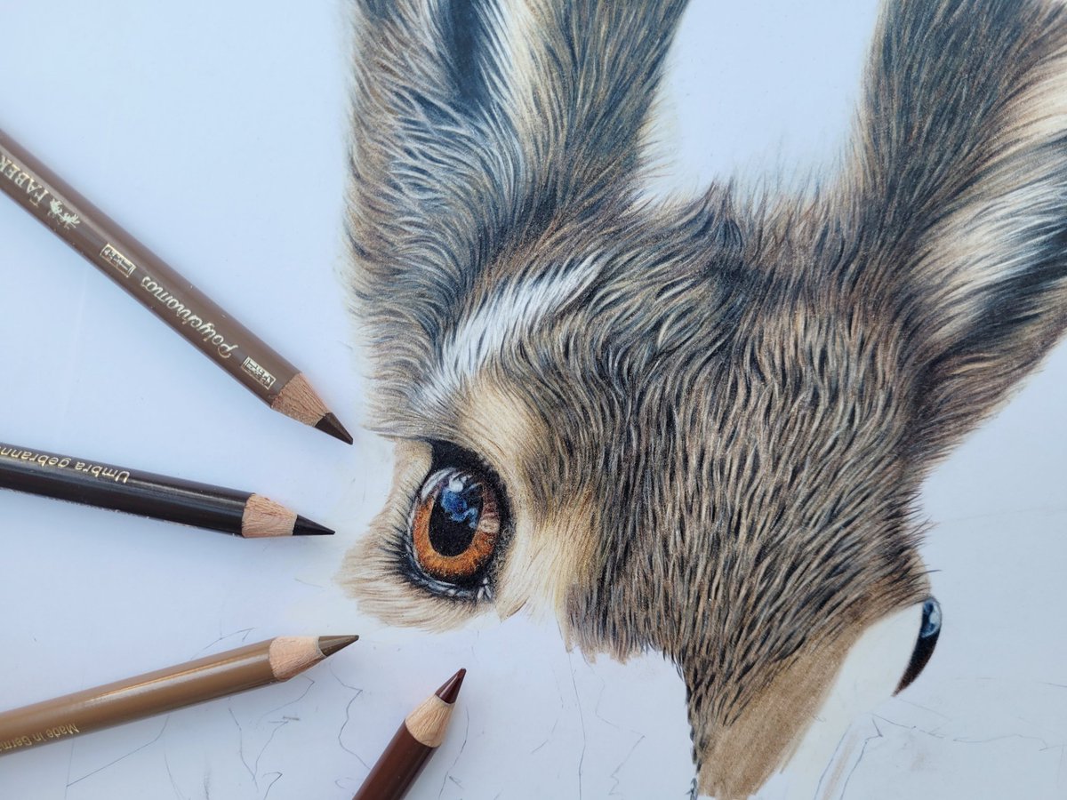 More progress on the hare today. My favourite part is doing the details in the eyes.

#hare #hareart #artist #wildlifeart #fabercastellpolychromospencils