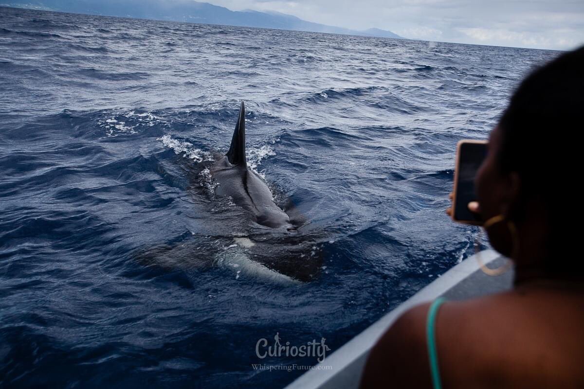 Curiosity_WF's tweet photo. Rencontre avec les orques en #Guadeloupe. Un moment unique après 10 ans d’attente !

#orque #wildandfree #emptythetank #killerwhale https://t.co/FeHUxod6uh