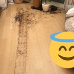 ルンバに一体何が!？部屋が荒らされてしまう!