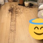 ルンバに一体何が!？部屋が荒らされてしまう!