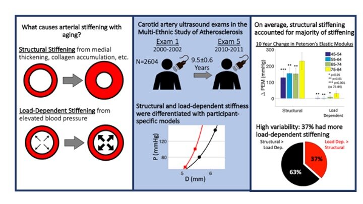 HyperAHA's tweet photo. New paper from @RPewowaruk @AdamGepner @CheslerLab With π years #aging, arteries consistently stiffened from structural changes & blood pressure stiffening was variable. Separating mechanisms could change how we treat #Hypertension!
https://t.co/JXUqVcBiwd https://t.co/kyXXh19ouH