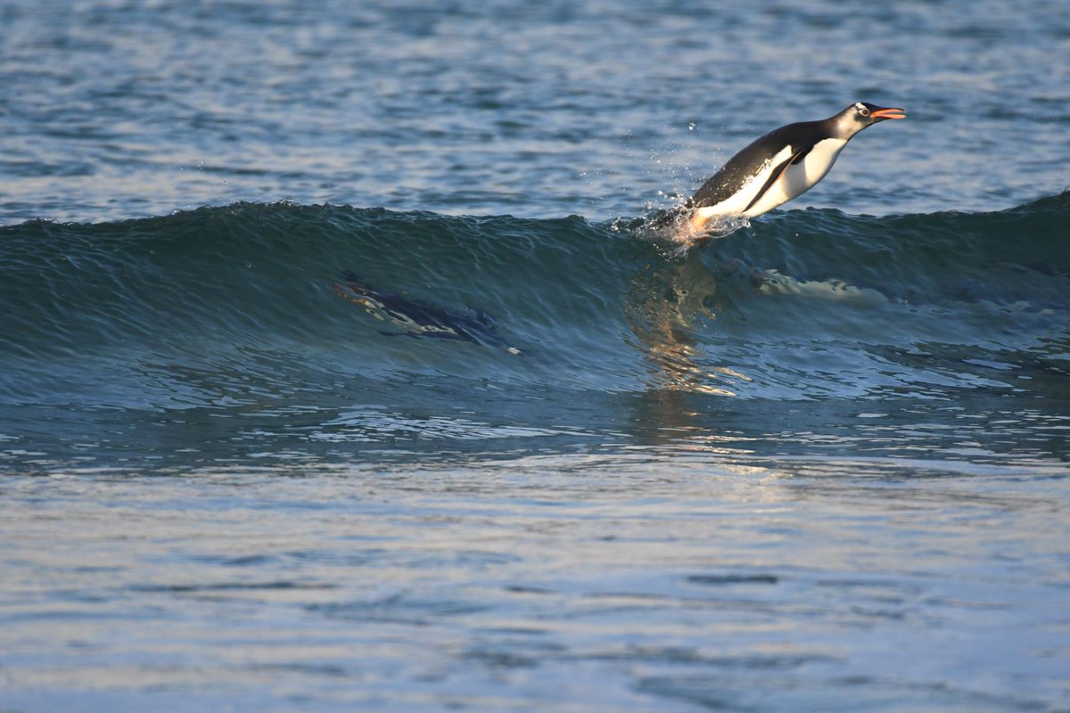 #Underwater penguin dives may last only 6 minutes, but interestingly, penguins can hold their breath for an average of 20 minutes! #Falklands