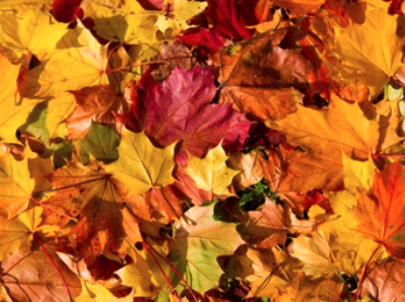 Kin_Kan_Do's tweet photo. Although Autumn brings us nice crisp weather and seasonal events, it also brings a beautiful trail of leaves… that end up in your gutter. Find out why regularly cleaning is needed here: https://t.co/j7bNaL7LjK 
#winterready #propertycare #propertymaintenance  #gutterclearance https://t.co/4eG1fva2kA