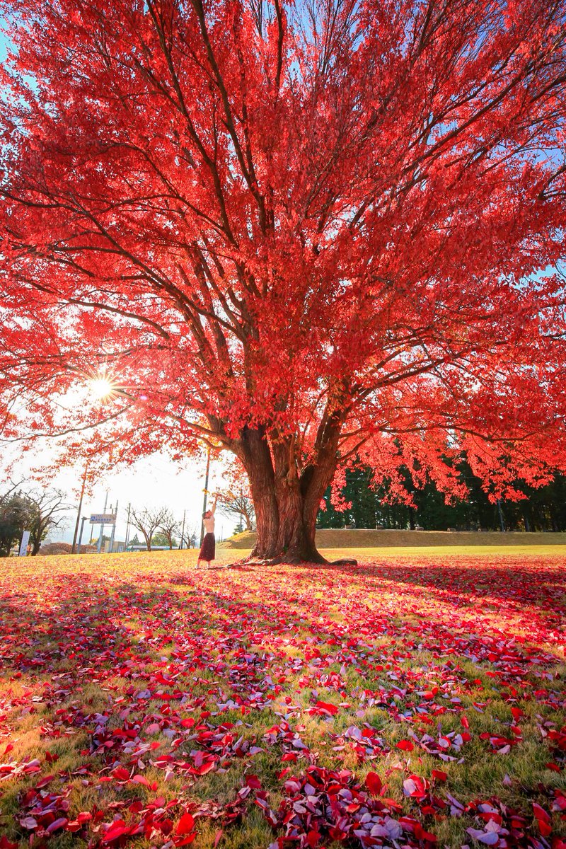 fugaemon's tweet photo. 三重県のハナノキが最高に美しい🍁 https://t.co/AppFYpPjlr