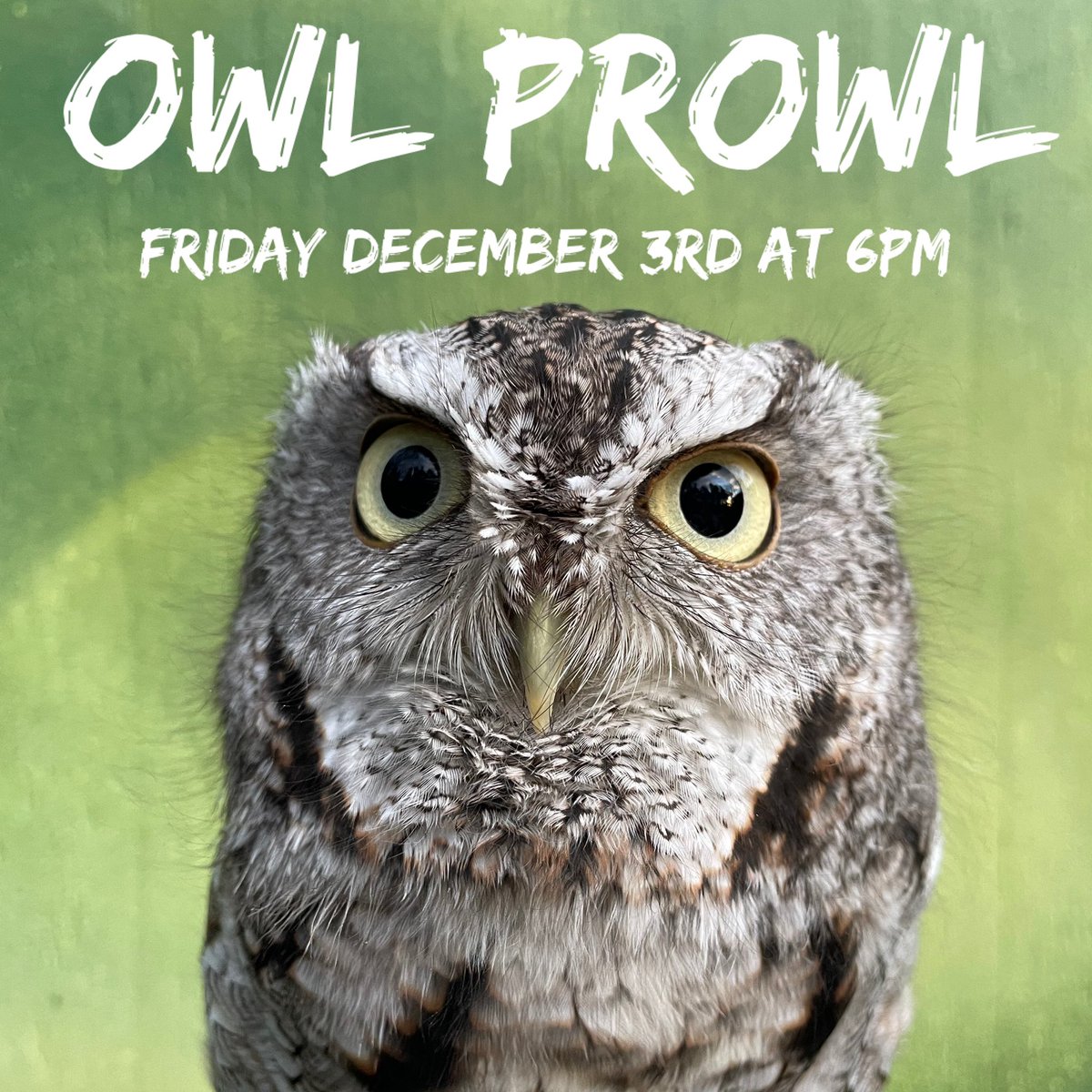 Come meet a couple of Wild Wings resident owls up close and then enjoy a walk in the woods to call for wild owls. Visit wildwingsinc.com/product-page/o… to sign up now! #Luna #screechowl #owl #wildwings #wildwingsinc #education #conservation #mendonponds #mendonpondspark