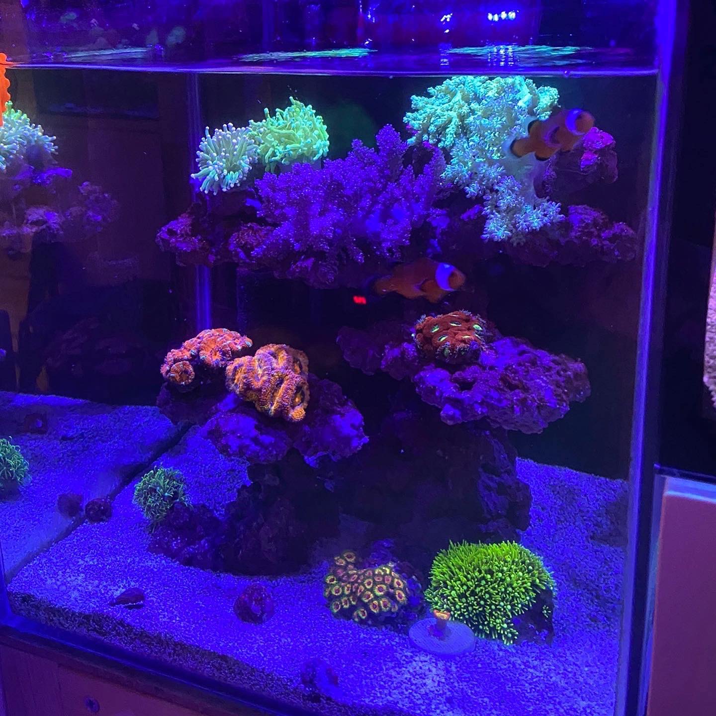 Aquarium Tallman アクアリウム トールマン ショートマンの小川がお送りする今日の おがわーるど は30キューブ水槽の進展をご報告します 立ち上げから1か月が過ぎ 水質検査を行った上で初めてのサンゴ 飼育でも比較的飼いやすいサンゴとニモちゃんを