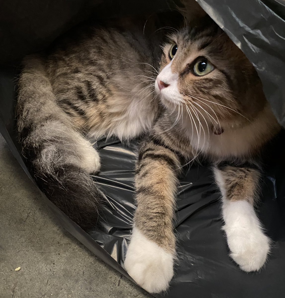islaaamski's tweet photo. Tolong banget yang tinggal di daerah antapani, khususnya kalijati-sindang barang dan sekitarnya, kucingku si ipin udah hampir seminggu ilang 😭😭😭takut ada yang culik ada yang buang 😭😭😭 https://t.co/A4gul5dd4A