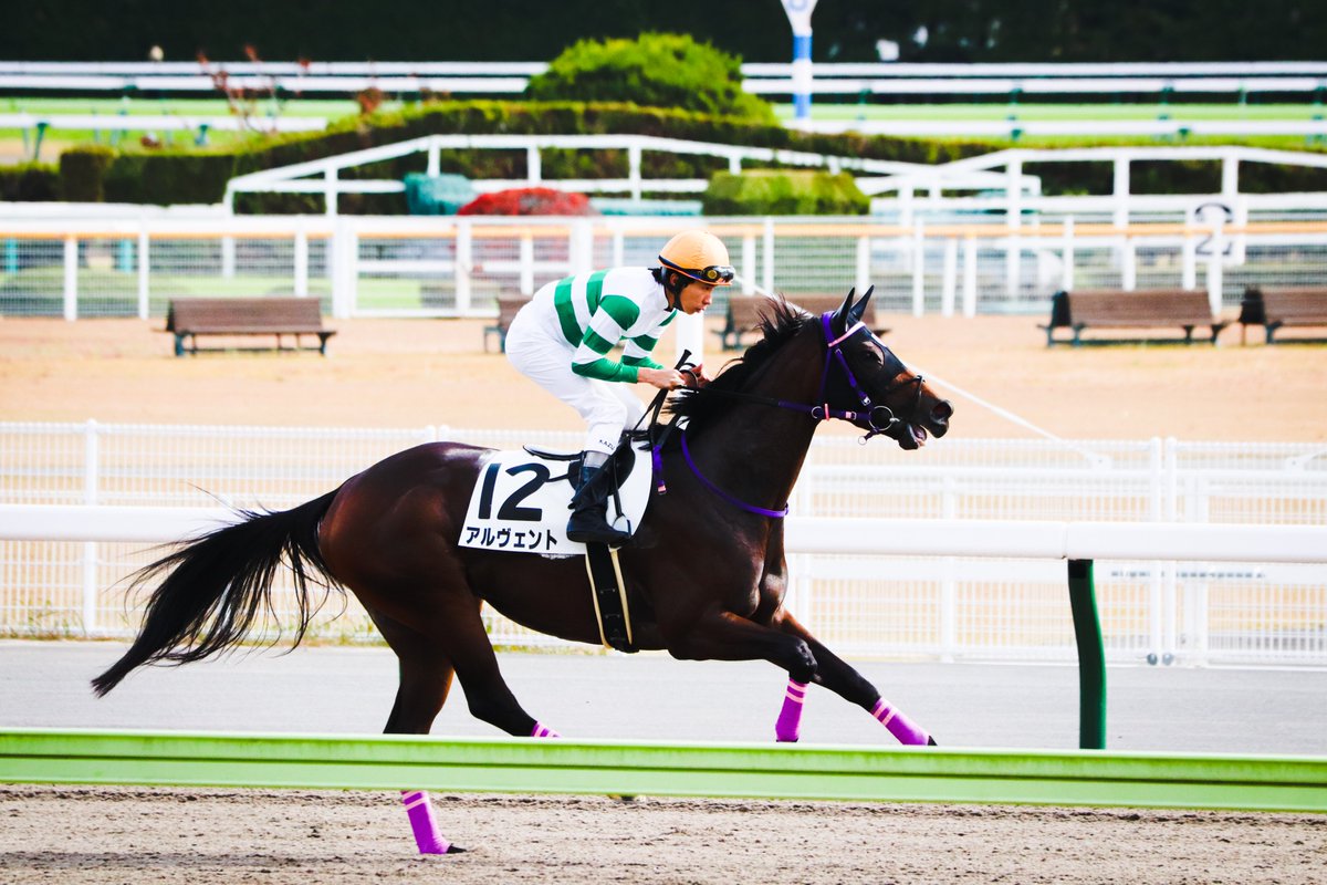majesty_bio's tweet photo. 2021/11/14 福島3R・3歳以上1勝クラス
アルヴェント
(マジェスティックウォリアー×ヴァゼム)

向こう正面では名前の由来通り『風に乗って』後方から一気に捲り先頭へ。物凄い脚を繰り出したバライロノキセキの猛追をおさえて2勝目！

#アルヴェント
#横山和生
#伊坂重信厩舎 https://t.co/WhnN71JU9l