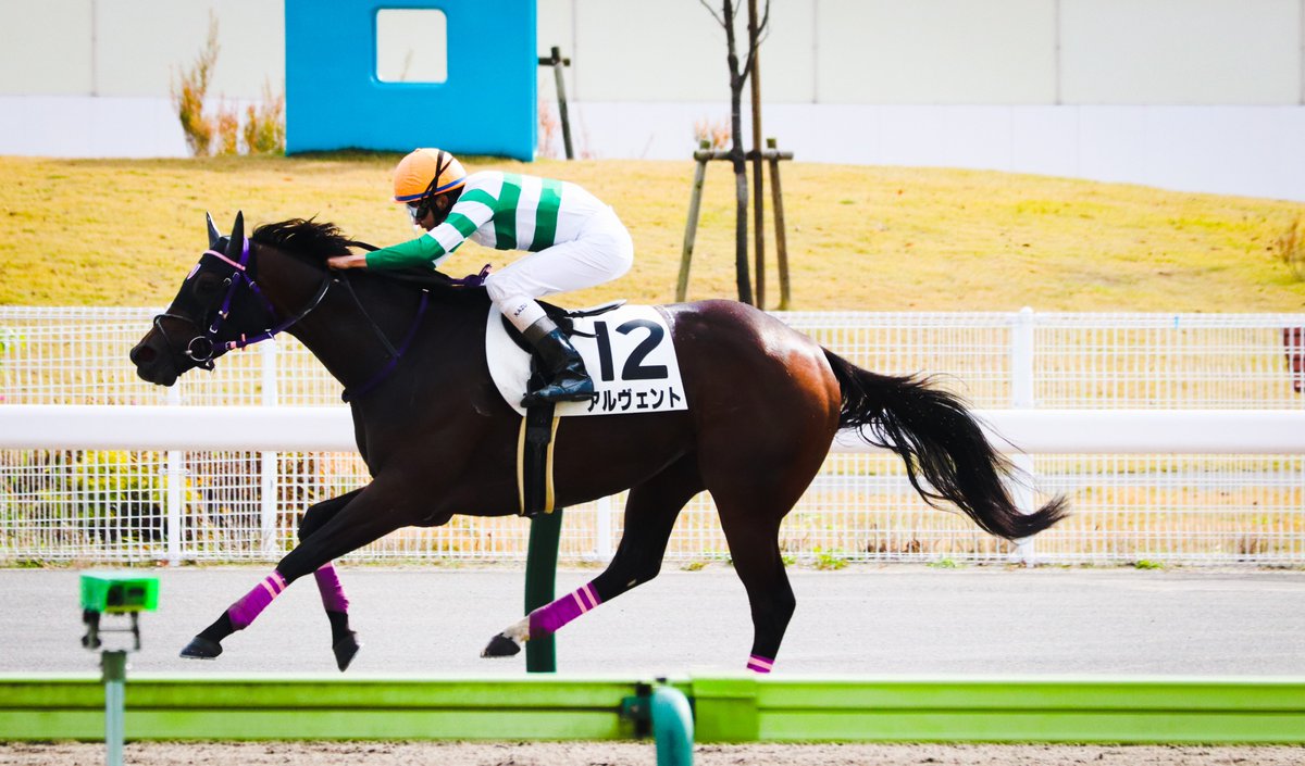 majesty_bio's tweet photo. 2021/11/14 福島3R・3歳以上1勝クラス
アルヴェント
(マジェスティックウォリアー×ヴァゼム)

向こう正面では名前の由来通り『風に乗って』後方から一気に捲り先頭へ。物凄い脚を繰り出したバライロノキセキの猛追をおさえて2勝目！

#アルヴェント
#横山和生
#伊坂重信厩舎 https://t.co/WhnN71JU9l