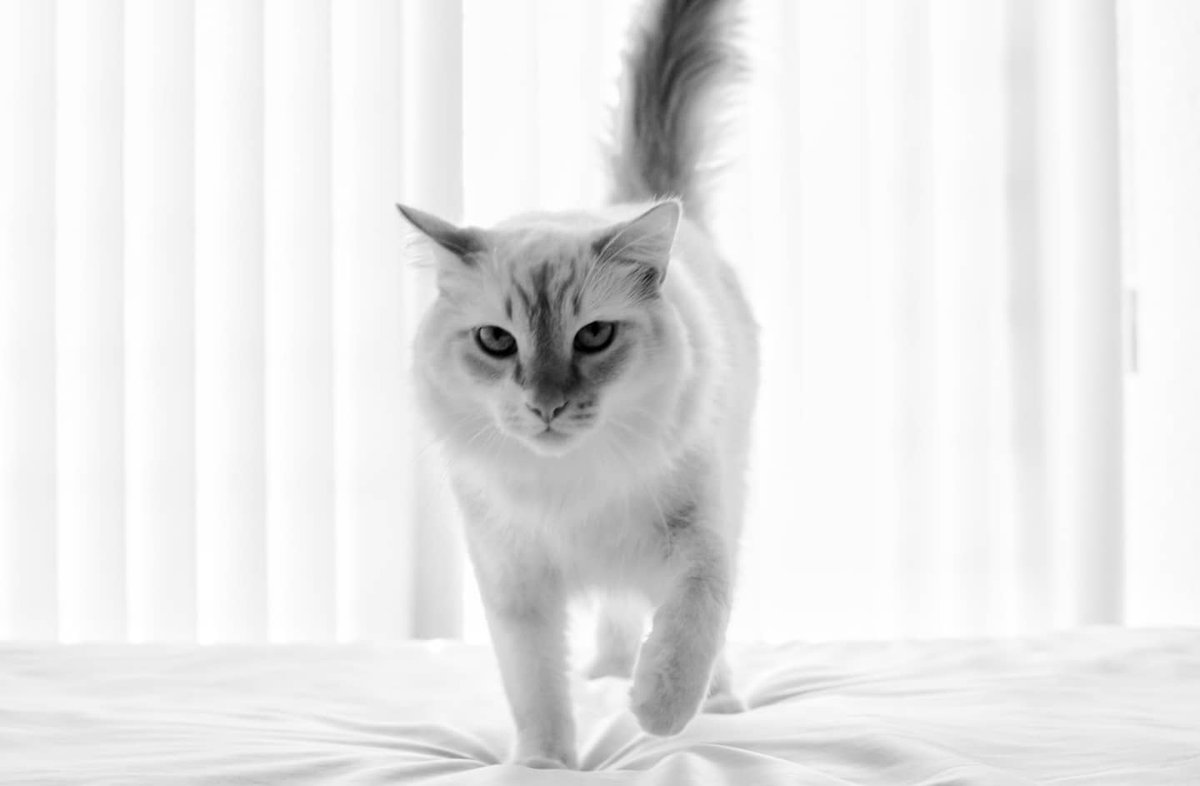 Lucius